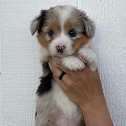 Girl 1 - Blue merle and white American Corgi puppy in Las Cruces, New Mexico from Fay River Farm Corgis