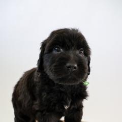 Assorted Doodle Crosses, Bernedoodle, Double Doodle, Goldendoodle, Labradoodle, and Whoodle Puppies from Our Little Farm Life Doodles