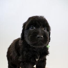 Assorted Doodle Crosses, Bernedoodle, Double Doodle, Goldendoodle, Labradoodle, and Whoodle Puppies from Our Little Farm Life Doodles