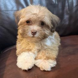 Buttons - Fawn sable male Havanese puppy in Lancaster, South Carolina from 3 Bs Havanese-PUPPIES with  PURPOSE