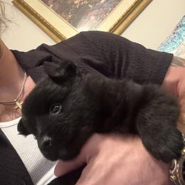 Pomeranian Puppies from Nicholas Teutsch