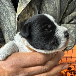 Brown Boy - Parti male Miniature Schnauzer puppy in Oneonta, Alabama from Murphree Valley Kennels