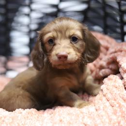 Stevie - Red male Dachshund puppy in Eaton, Ohio from Miniature Alphas Dachshunds