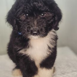 Leo - Black and white Aussiedoodle puppy in Fort White, Florida from Jade