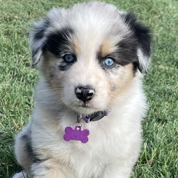 Girl 5 - Blue merle Australian Shepherd puppy in Blum, Texas from 4P Poteet Farms
