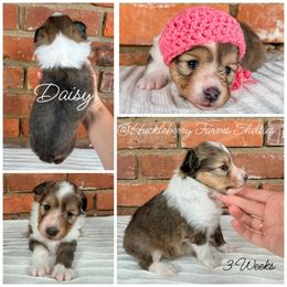 Daisy - Sable and white female Shetland Sheepdog puppy in Germantown, Tennessee from Huckleberry Farms Shelties