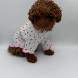 Gia - Red  female Poodle puppy in Southampton, New Jersey from Lavishly Loved Pets LLC