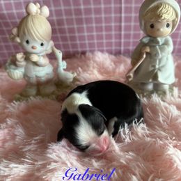 Gabriel - Tri-color male Cavalier King Charles Spaniel puppy in Broken Arrow, Oklahoma from Cavalier King Charles Heartland