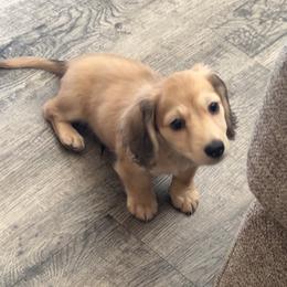 Ash - Chocolate and cream male Dachshund puppy in Pueblo, Colorado from Nikas Baby Beanz LH Dachshunds