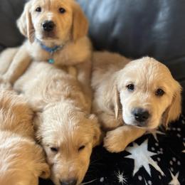 Golden Retriever Puppies from Renko Kennel