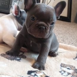American Bulldog, French Bulldog, and Shorty Bull Puppies from Bingham's Bulldogs LLC