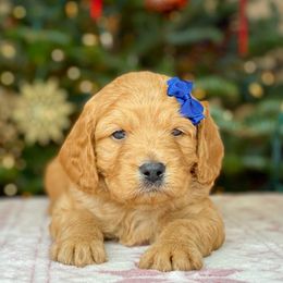 Cavalier King Charles Spaniel and Cavapoo Puppies from Red Skye Cavaliers and Cavapoos