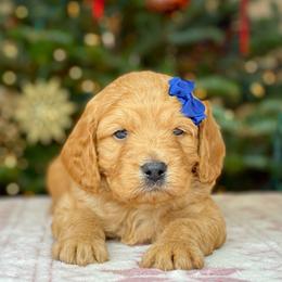 Cavalier King Charles Spaniel and Cavapoo Puppies from Red Skye Cavaliers and Cavapoos