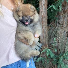 Camila - Orange sable female Pomeranian puppy in Citrus Heights, California from Yev and Marina's Pomeranians (AKC)