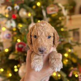 Miss Purple - Apricot female Goldendoodle puppy in Athens, Georgia from Moore Goldendoodles