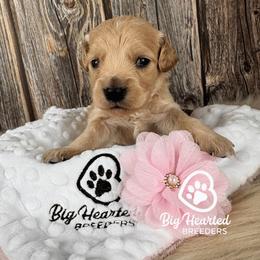 Wish - Cream female Companion Cross puppy in Utah County, Utah from Big Hearted Breeders