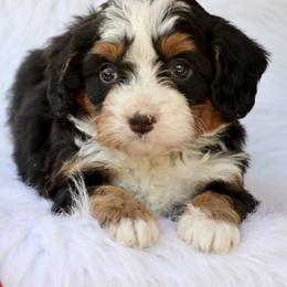Bernedoodle and Cavapoo Puppies from Lawler’s Legacy Litters