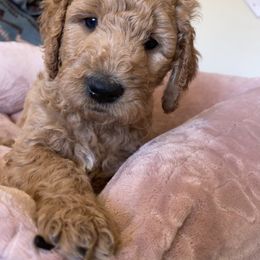Goldendoodle Puppies from Joanna Wise