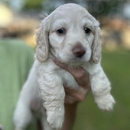 Rocky - Cream male Dachshund puppy in Sheridan, Arkansas from Farmhouse Dachshunds
