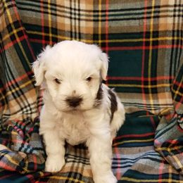 Boy 2 - Miniature Schnauzer puppy in Maryland from Dogs and Cats Castle Mini Schnauzers