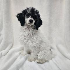 Chamomile - Phantom female Poodle puppy in Puyallup, Washington from Pure Parti Poodles