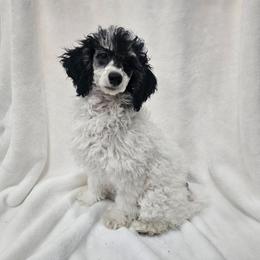 Chamomile - Phantom female Poodle puppy in Puyallup, Washington from Pure Parti Poodles