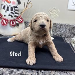 Steel - Apricot male Goldendoodle puppy in Annville, Pennsylvania from Bellegrove Goldendoodles
