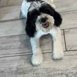 Diamond - Cavapoo