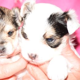 Biewer Terrier and Yorkshire Terrier Puppies from King's Kennel