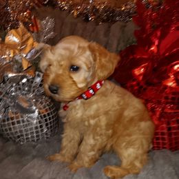 Male 4 - Wheaten male Miniature Schnauzer puppy in Shoshone, Idaho from Debra Kruse's Miniature Schnauzers