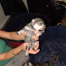 Puppy Boy 1 - Salt and pepper male Miniature Schnauzer puppy in Baldwin, New York from Schnauzy Pawz