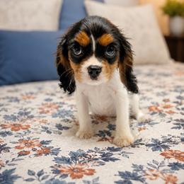 Full Blood Charles King Cavalier - Black tri-color female Assorted Doodle Crosses puppy in Harrah, Oklahoma from Sunshines Pomeranians & Cavapoos