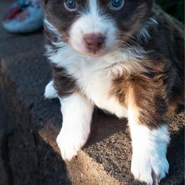 Sunflower - Red tri female Miniature Australian Shepherd puppy in Chino Valley, Arizona from Perkins Mini/Toy Aussies