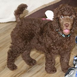Light Blue Collar Girl - Poodle puppy in Eau Claire, Wisconsin from RK'S Pets