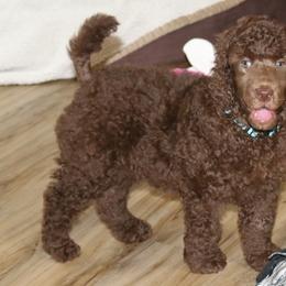 Light Blue Collar Girl - Poodle puppy in Eau Claire, Wisconsin from RK'S Pets