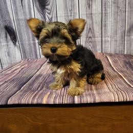 Yorkshire Terrier Puppies from My precious yorkies