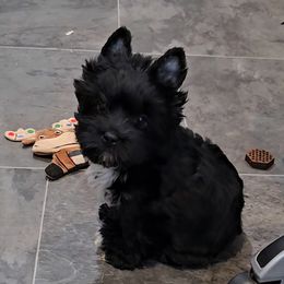 Boy 1 - Parti male Yorkshire Terrier puppy in Dayton, Ohio from BiewerHeart Yorkies