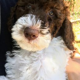 Labradoodle Puppies from AV Cares Doodles