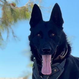 Fantom - German Shepherd