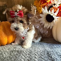 Moana - Sable female Yorkshire Terrier puppy in Howe, Oklahoma from Ray Holder