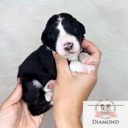 Diamond - Black and white female Aussiedoodle puppy in Corydon, Indiana from Ridgeline Doodles