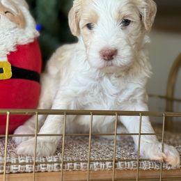 Gage - - Yellow and white male Bernedoodle puppy in Yuciapa, California from AlltheDoodlez_