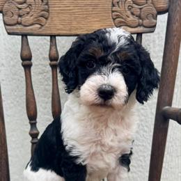 Cookies 'N Cream (Cookie) - Tri-color female Bernedoodle puppy in Hendersonville, North Carolina from Kim's Cove
