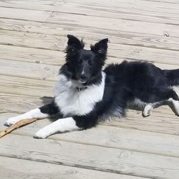Grimm - Shetland Sheepdog