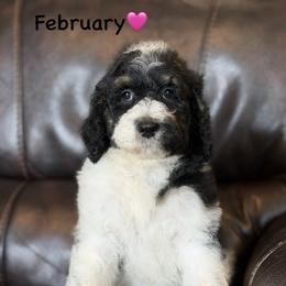 February - Parti female Poodle puppy in Lancaster, Minnesota from Finney Ranch