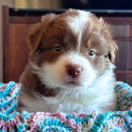 25R Silver Collar - Red male Border Collie puppy in Mariposa, California from Team Reeves Ranch
