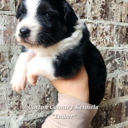 Ember - Black tri female Miniature Australian Shepherd puppy in Vinemont, Alabama from Cotton Country Kennels