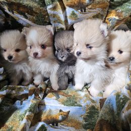 Pomeranian puppies from Grand Poms