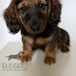 Polly - Red female Dachshund puppy in Royse City, Texas from Truehearted Miniature Dachshunds