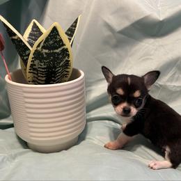 Gadget - Black and white male Chihuahua puppy in Hampton, Virginia from Chilove Chihuahuas